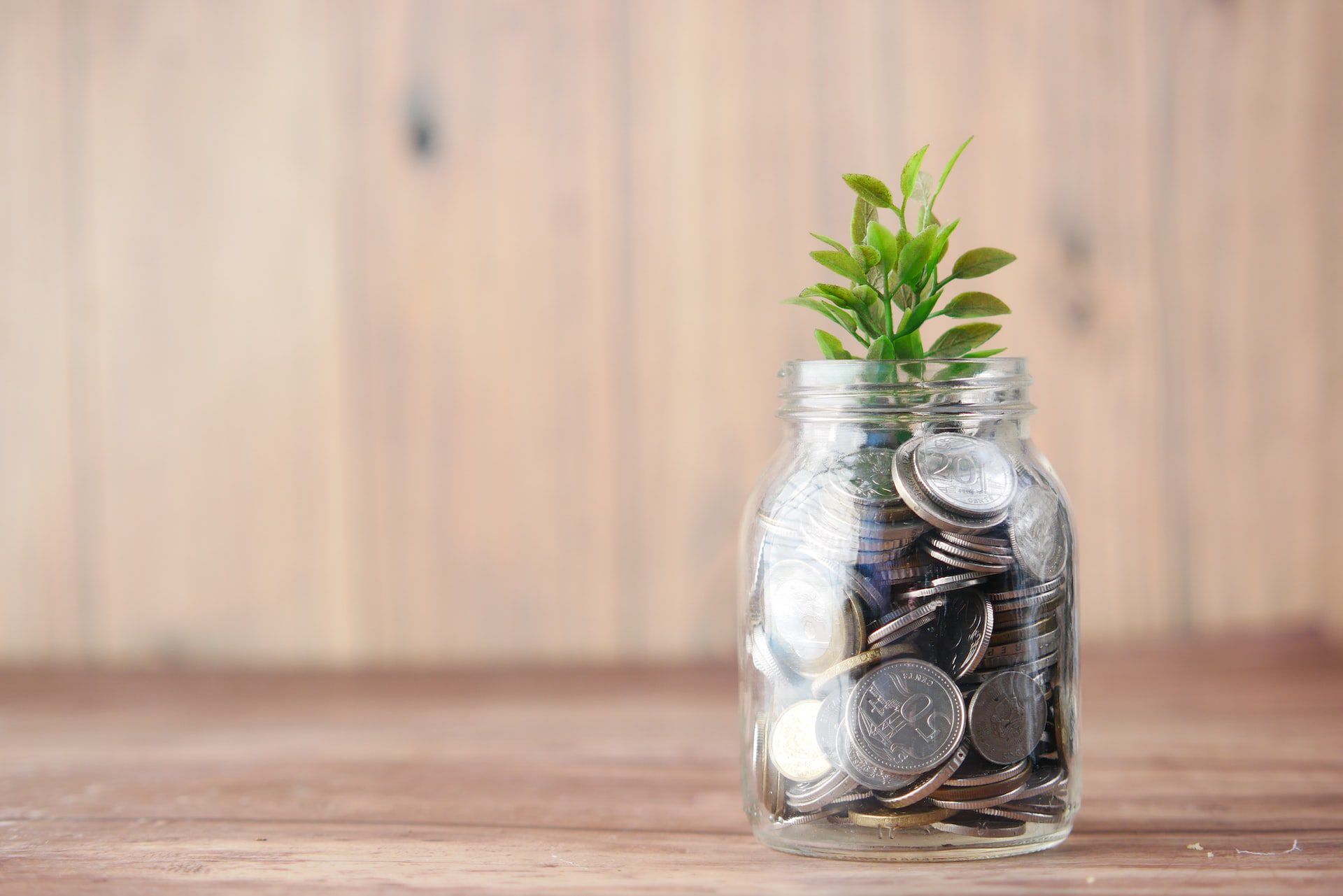 Money plant